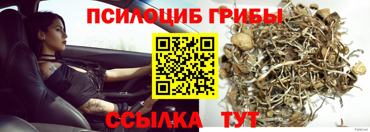 Алейск  Псилоцибиновые грибы Psilocybe  Вход с VPN  Галлюциногенные грибы MAGIC MUSHROOMS 